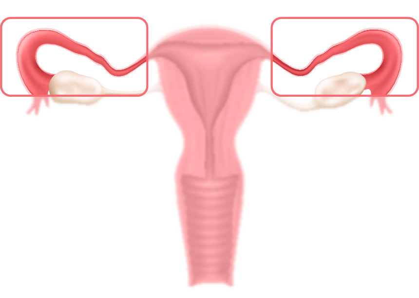 In den Eileitern kann die Eizelle befruchtet werden.