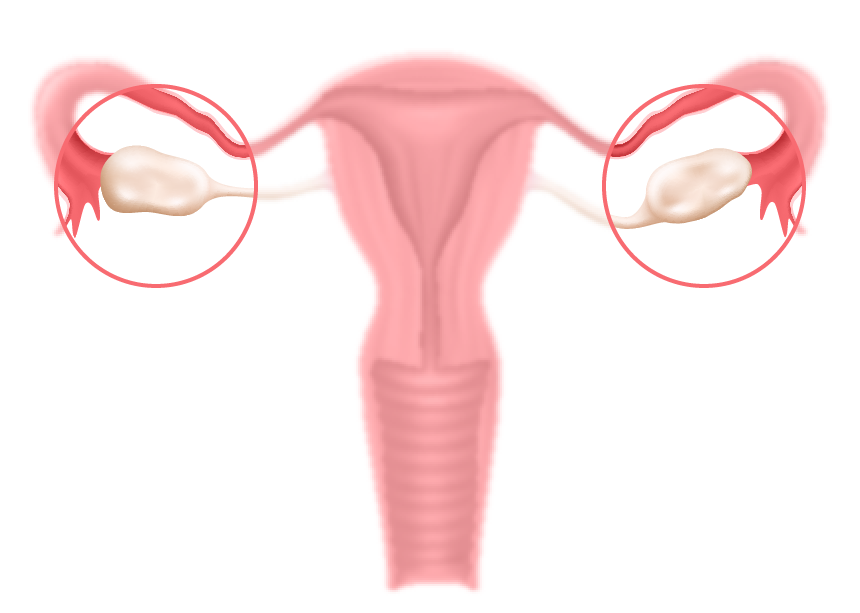 Ihre Eierstöcke produzieren und speichern unreife Eizellen.