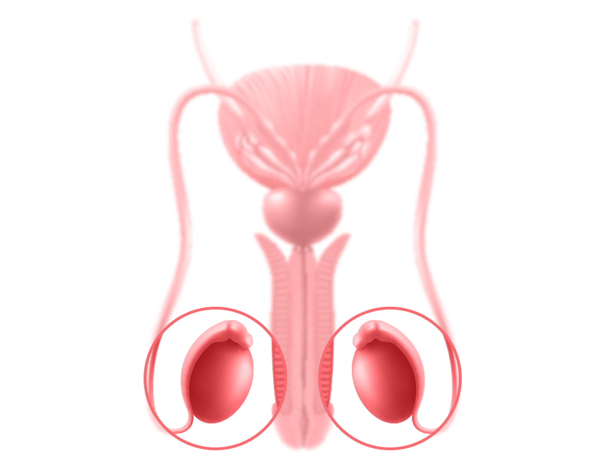 In den Hoden werden die Spermien produziert.