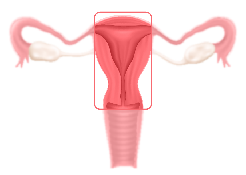 In den Eileitern kann die Eizelle befruchtet werden.